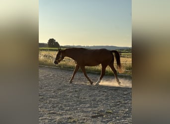 Polish Warmblood, Mare, 9 years, 16 hh, Chestnut-Red