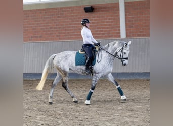 Polish Warmblood, Mare, 9 years, 16,2 hh, Grey-Dapple