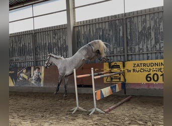 Polish Warmblood, Mare, 9 years, 17 hh, Grey