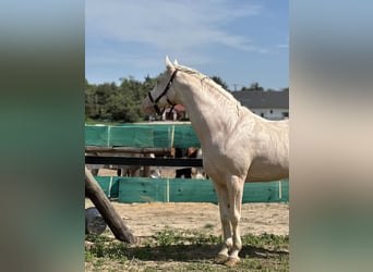 Polish Warmblood, Stallion, 16 years, 16 hh, Cremello