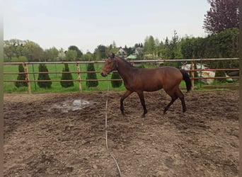 Polish Warmblood, Stallion, 1 year, 15.2 hh, Bay-Dark