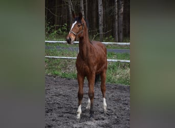 Polish Warmblood, Stallion, 1 year, 15 hh, Brown