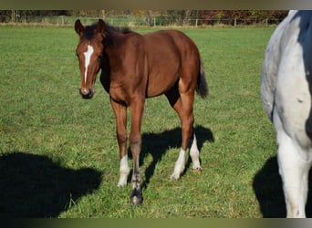Polish Warmblood, Stallion, 1 year, 16.2 hh, Brown
