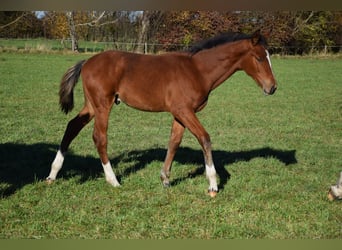 Polish Warmblood, Stallion, 1 year, 16.2 hh, Brown