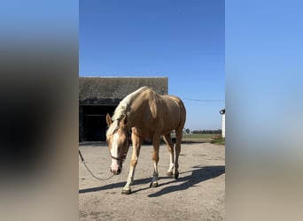 Polnisches Warmblut, Hengst, 2 Jahre, 16,1 hh, Palomino