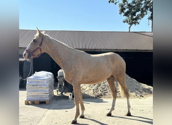 Polnisches Warmblut, Hengst, 2 Jahre, 16,1 hh, Palomino