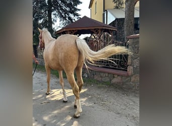 Polish Warmblood, Stallion, 2 years, 16,1 hh, Palomino