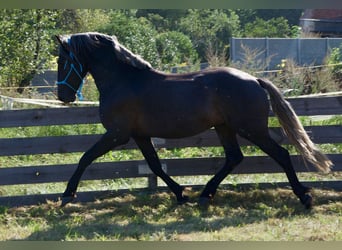 Polish Warmblood Mix, Stallion, 2 years, 16 hh, Gray