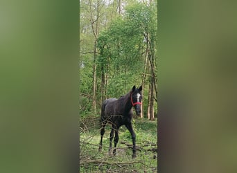 Polish Warmblood, Stallion, 2 years, Gray