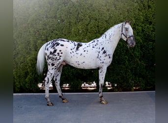 Polish Warmblood, Stallion, 4 years, 16 hh, Leopard-Piebald