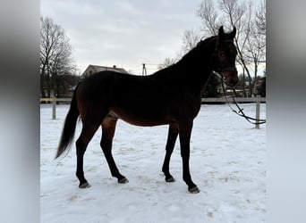 Polish Warmblood, Stallion, 5 years, 15.1 hh, Bay-Dark