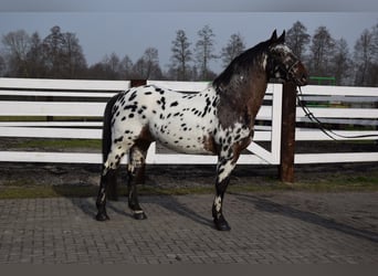 Polish Warmblood, Stallion, 7 years, 16 hh, Leopard-Piebald