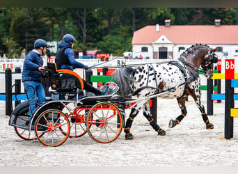 Polish Warmblood, Stallion, 8 years, 16 hh, Leopard-Piebald