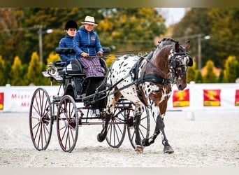 Polish Warmblood, Stallion, 8 years, 16 hh, Leopard-Piebald