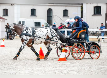 Polish Warmblood, Stallion, 8 years, 16 hh, Leopard-Piebald