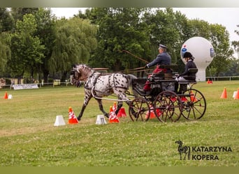 Polish Warmblood, Stallion, 8 years, 16 hh, Leopard-Piebald