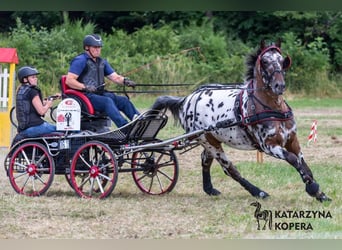 Polish Warmblood, Stallion, 8 years, 16 hh, Leopard-Piebald