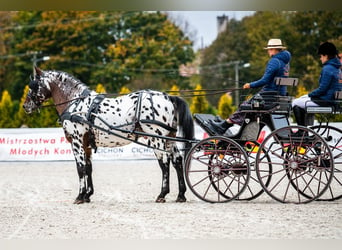 Polish Warmblood, Stallion, 8 years, 16 hh, Leopard-Piebald