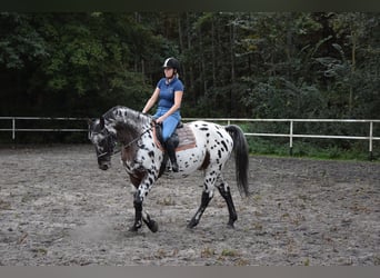 Polish Warmblood, Stallion, 8 years, 16 hh, Leopard-Piebald