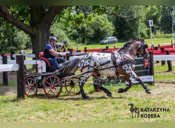 Polish Warmblood, Stallion, 8 years, 16 hh, Leopard-Piebald