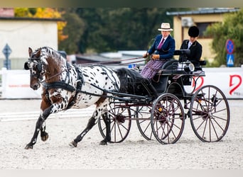 Polish Warmblood, Stallion, 8 years, 16 hh, Leopard-Piebald