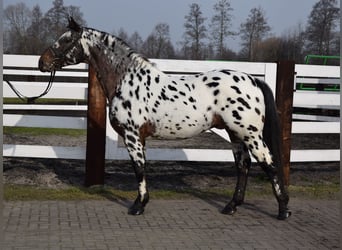 Polish Warmblood, Stallion, 8 years, 16 hh, Leopard-Piebald