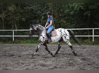 Polish Warmblood, Stallion, 9 years, 16 hh, Leopard-Piebald