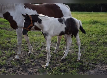 Polnisches Warmblut, Hengst, Fohlen (06/2024), 16,2 hh, Schecke