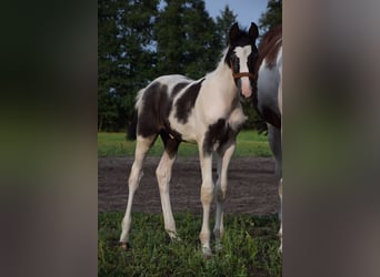 Polnisches Warmblut, Hengst, Fohlen (06/2024), 16,2 hh, Schecke