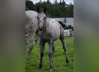 Polish Warmblood, Stallion, Foal (03/2024), 16 hh, Leopard-Piebald