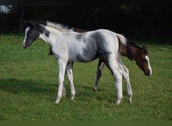 Polnisches Warmblut, Hengst, Fohlen (06/2024), Schecke