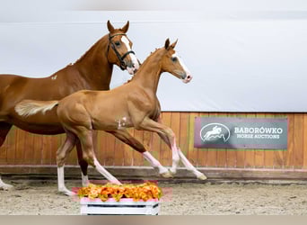 Polish Warmblood, Stallion, Foal (04/2025)