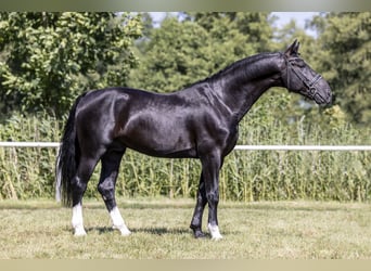 Polnisches Halbblut, Hengst, 10 Jahre, 167 cm, Rappe