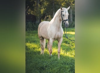 Polnisches Halbblut, Hengst, 10 Jahre, 168 cm, Palomino
