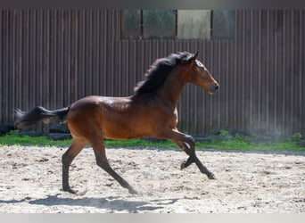 Polnisches Halbblut, Hengst, 1 Jahr, 176 cm, Dunkelbrauner