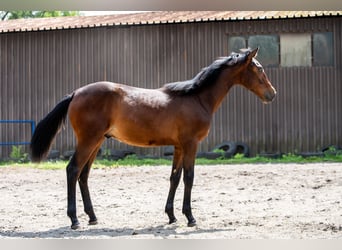 Polnisches Halbblut, Hengst, 1 Jahr, 176 cm, Dunkelbrauner