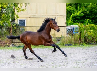 Polnisches Halbblut, Hengst, 1 Jahr, 176 cm, Dunkelbrauner