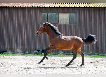 Polnisches Halbblut, Hengst, 1 Jahr, 176 cm, Dunkelbrauner