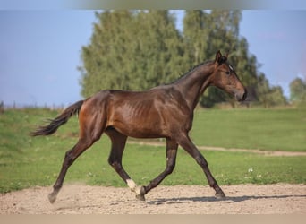 Polnisches Halbblut, Hengst, 1 Jahr, 178 cm, Brauner