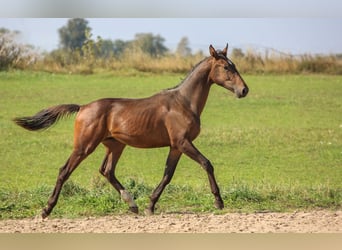 Polnisches Halbblut, Hengst, 1 Jahr, 178 cm, Brauner