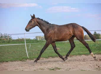 Polnisches Halbblut, Hengst, 1 Jahr, 178 cm, Brauner