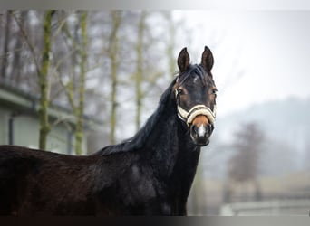 Polnisches Halbblut, Hengst, 1 Jahr, Brauner