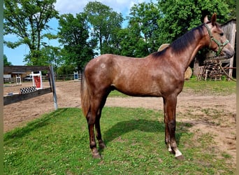 Polnisches Halbblut, Hengst, 1 Jahr, Schimmel