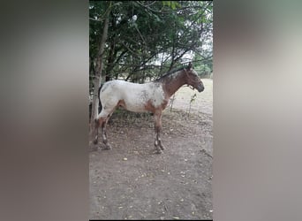 Polnisches Halbblut, Hengst, 1 Jahr, Tigerschecke