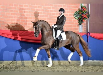 Polnisches Halbblut, Hengst, 2 Jahre, 165 cm, Palomino