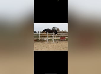 Polnisches Halbblut, Hengst, 2 Jahre, 168 cm, Rotbrauner