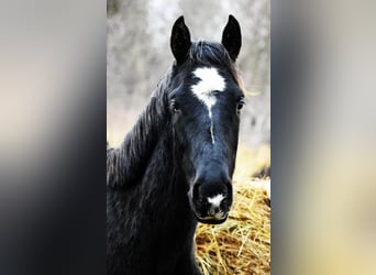 Polnisches Halbblut, Hengst, 2 Jahre, Rappe