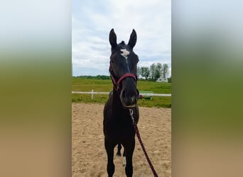 Polnisches Halbblut, Hengst, 2 Jahre, Rappe