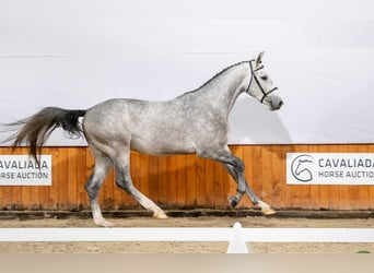 Polnisches Halbblut, Hengst, 2 Jahre, Schimmel