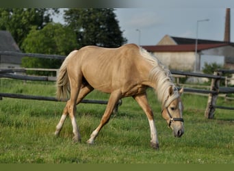 Polnisches Halbblut, Hengst, 3 Jahre, 160 cm, Palomino